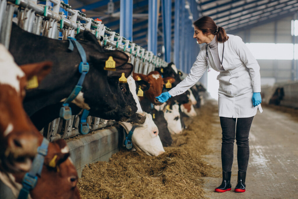 makhanchor dairy